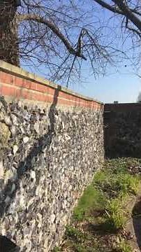 Brown long-eared bat flying by Alison Barnes