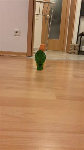 #parrot #caique #cute