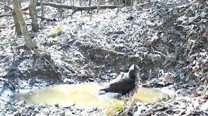 A crested goshawk, a bird of prey under class-two protection in China, bathes in a pond in Duheyuan National Nature Reserve in Hubei Province. The bird is usually found in tropical areas of Southern Asia. #ChinaBiodiversity #PlanetMatters | CGTN Global Watch