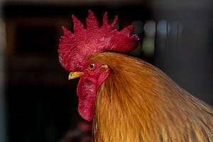 What Is A Chicken Comb? 10 Types Of Comb You Should Know About
