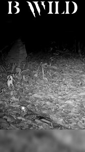 #chotacabras #nightjar #yucatan #Mexico #Bwild | BWILD