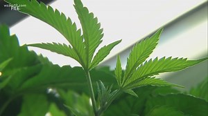 Cerebral Palsy sufferers hopeful for medical marijuana treatment