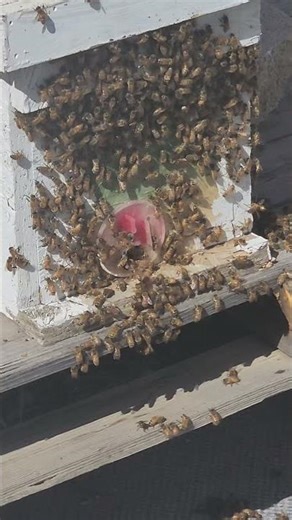 5 frame queen cell builder #beekeeping #honeybees #queenrearing #fy
