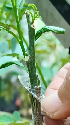 1.3M views · 8.1K reactions | Fruit tree grafting techniques EP62 #嫁接 #fruit_grafting #прививка #接ぎ木 #gardening101 #زراعة #injerto #innesto #fruittree | GardeningFruit | Facebook