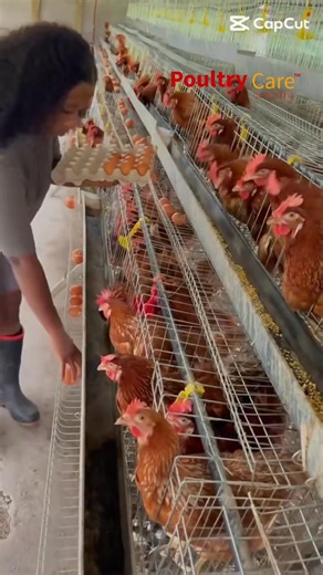 114K views · 2.3K reactions | At Poultry Care, we’ve simplified the...
