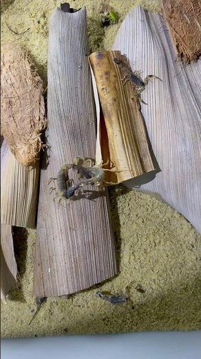 Scorpions Found Fighting in the Garden | Real Nature Moment in Vietnam