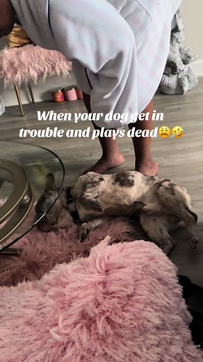 Yall he peed in my floor then have the nerves to play dead😩😩🤣🤣 #dogsoftiktok #viralvideo #foryou #frenchiesoftiktok #dogmomlife