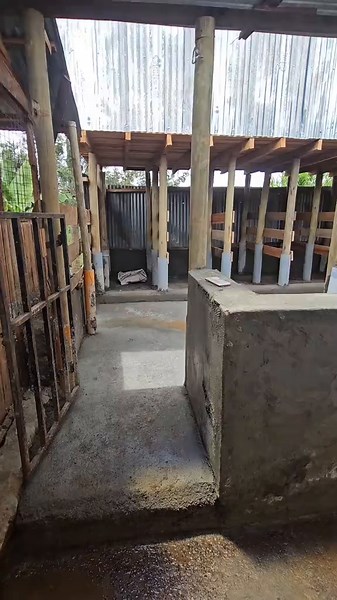 Modern Cow Shed Design in Punjab, India