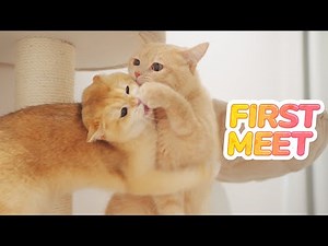 Rescued Kitten MEET New Mom, New Brothers and Sisters For The FIRST Time | Lucky Pawison