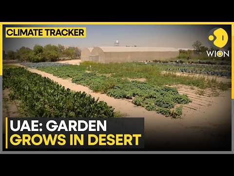 UAE: Garden Grows in Desert | Desert Mountains Bloom With Flowers | CLIMATE TRACKER