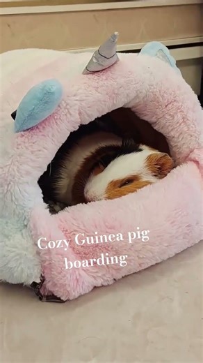 Cozy Guinea Pig Boarding , pet sitters in #silverspringmd #dmvpetsitter #dmvpetcare #silverspringmd