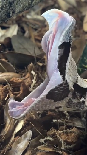 The Bushmaster snake 🥶🔥|| 0.5 seconds = finished.☠️ #bushmaster #snake #wildlife #reptiles #short