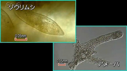１つの細胞で生きる？ | NHK for School