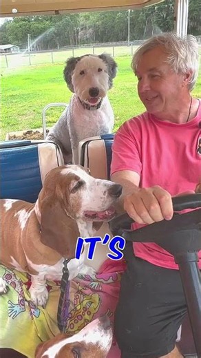The Most Chicken-Proof Lawn Bad Dad Joke Ever #dogs #humor #shorts