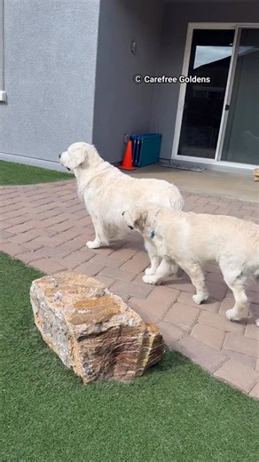 4.3K views · 942 reactions | Porsche is such a wonderful mom who looks after her son Mario. She was very protective of him when he was young by redirecting his attention to her whenever he bothered his uncles. The cutest part, she still does that although his son is a gigantic baby now who is much bigger than her. You can see momma’s reaction then vs now. Porsche is the best mom. I love her so much ❤️❤️❤️ | Carefree Goldens | Facebook