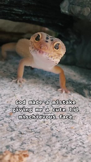 Adorable Leopard Gecko Videos Compilation | Funny Gecko TikToks