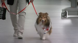 Therapy dog returns to NJ hospital after 2-year COVID-19 pandemic hiatus
