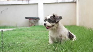 Two little Shih Tzu dogs happily play together on the grassy floor. 4K Video