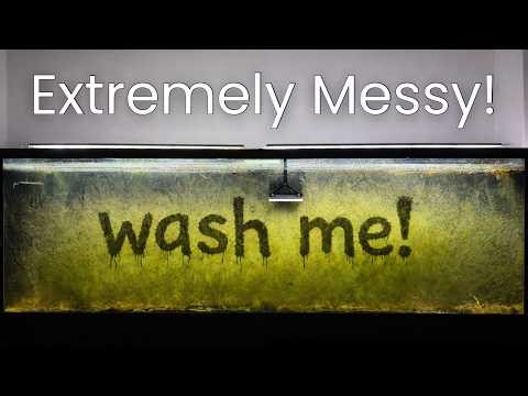 Scraping Algae From Aquarium Glass | Satisfying Tank Cleaning With Razor Blade