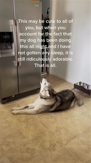 Dog Reacting to Anesthesia in the Cutest Way Possible