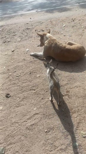 😺😺😺😺 cat #catvideos