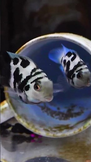 Polar Blue CLOWN Parrot Fish Breeding