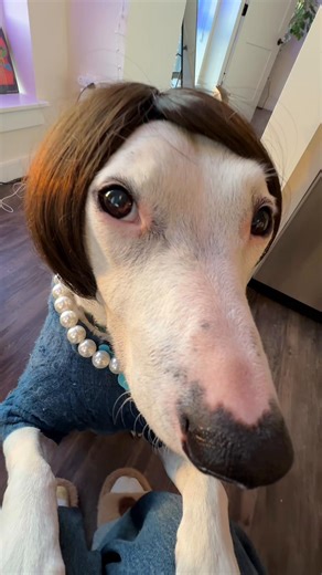 This is a parody for legal reasons #propertymanagement #comedy #skits #apartment #karensgonewild