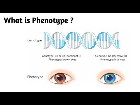 What is Phenotype ?