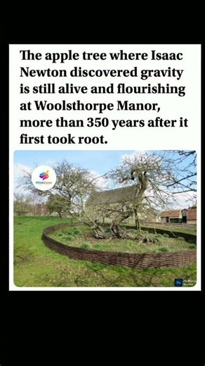 Newton's 350-year-old apple tree still lives. #shorts #ScienceHistory