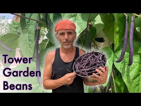 Strategies for growing beans on a Tower Garden