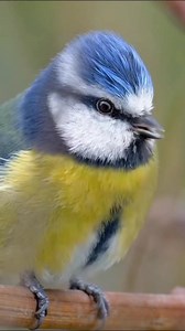 Eurasian blue tit (Cyanistes caeruleus) | LEBOK KICAU