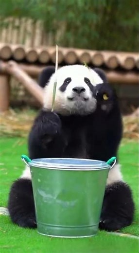 Panda Fun Time