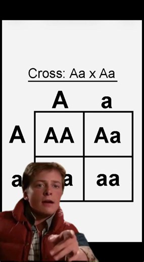 Punnett Squares