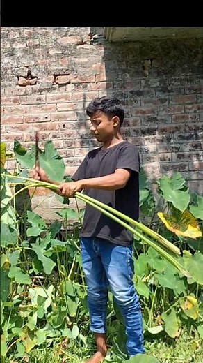 A Guide to Pruning Taro Plants for Better Yield