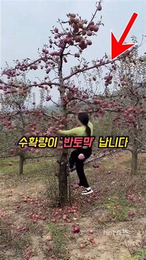 사과나무, 이렇게 키우면 수확량이 ‘반토막’ 납니다