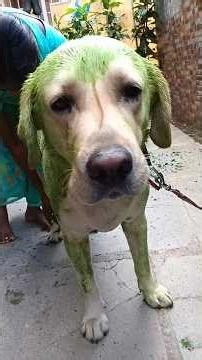 Charlie's Natural Spa 💚🐶🐾 ..! #dog #petlover #viral #viralreels #youtubeshorts ##foryou