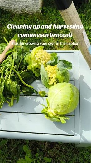 Romanesco Broccoli is known for its unique pattern. It will add some crunch and improved appearance in your dishes. Tips for growing 1) Moisture is very important to germinate. Ensure to add a transparent cover during the germination period. 2) Transplant to a sunny area in the garden. 3) Watch out for pests. Slugs and snails use bait or beer and spray neem oil for aphids and caterpillar. 4) Plant some flowers and herbs nearby to help deter other pests. #nz #newzealand #au #australia | kalearthu