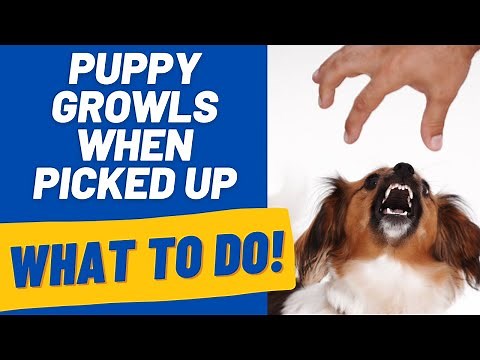 Puppy Growls When Picked Up, Moved, or Touched