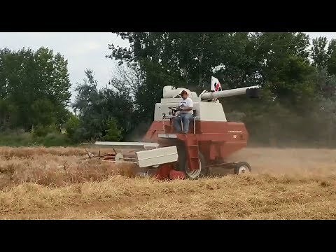 IHC 105 Combining Wheat in Thompson, ND 8/26/18