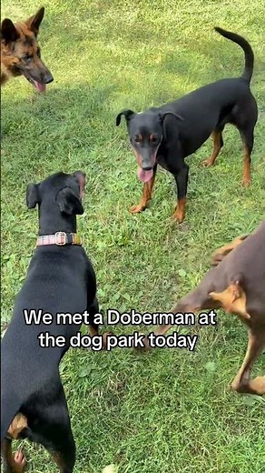 German Pinscher vs Doberman #dog #germanpinscher #cutedogs