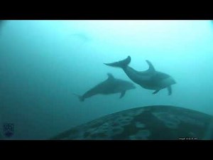 Orcas seen hunting alongside dolphins for first time