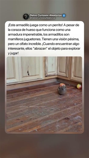 Armadillo Juguetón 🍎#curiosidades #misterios