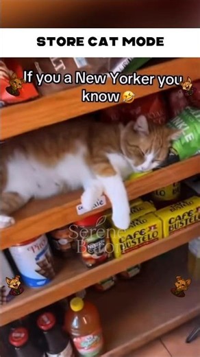 Cats Running The Store 🐱🛒 #catsoftiktok #funnycats