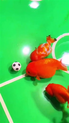 Create the Perfect Aquarium for Fancy Goldfish