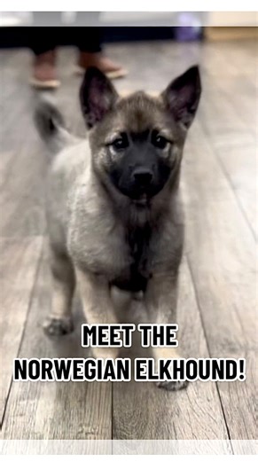A working breed most people don’t recognize—Norwegian Elkhounds are independent thinkers with deep family loyalty 🩶 Have you ever heard of this breed? 💭 #norwegianelkhound #elkhound #elkhoundpuppy #norwegianelkhoundpuppy #petlandokc | Petland Oklahoma City