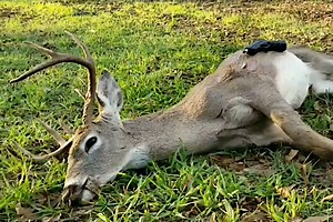 Deer Hunting with Handguns: Adding a New Challenge to Your Season