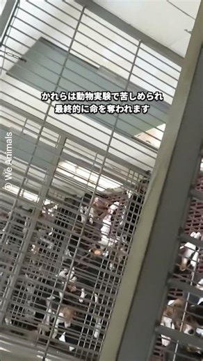 【動物実験】慰めを求めるビーグル犬の赤ちゃん
