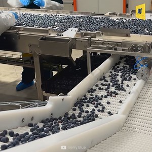 How Blueberry Processing is Done Inside BERRY BLUE Serbia | Mechanical Mind