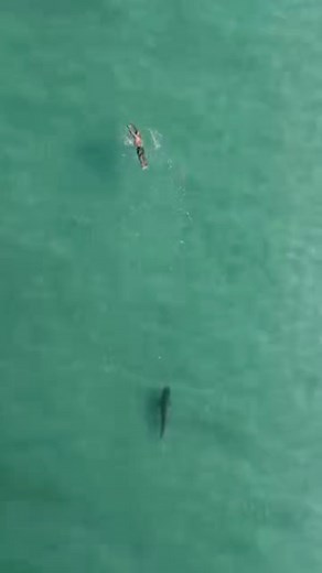 A compilation of real shark encounters. Calm moments, close passes and curious sharks in their natural environment. Love all things shark? Follow the page for more real footage and ocean facts. #AllThingsShark #SharkEncounter #OceanLife #SharkFacts #MarineLife #WildlifeVideo #SharkTok | All Things Shark