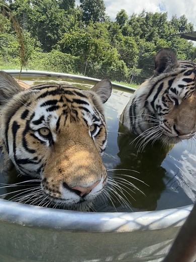 Ryker and Lily's Fun Pool Time with Tigers